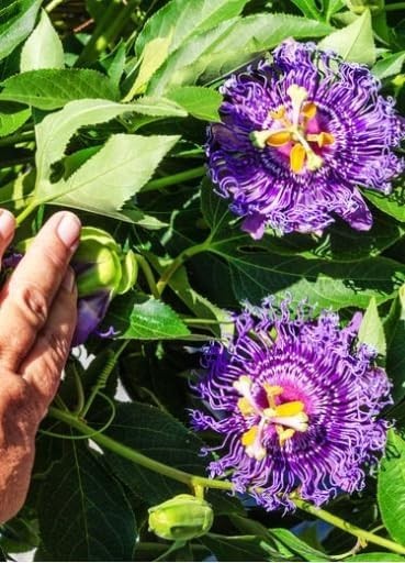 Mixed Passion Flower Seeds – 50+ Passiflora Seeds, Stunning Colors & Exotic Bloo