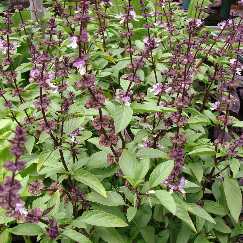 Thai Basil Seeds 150+ Ocimum basilicum Khmer Chi Neang Vorng (Anise Licorice)