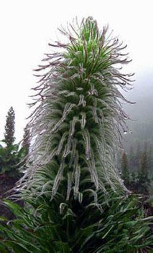 Lobelia wollastonii | Giant Lobelia | 20 Seeds