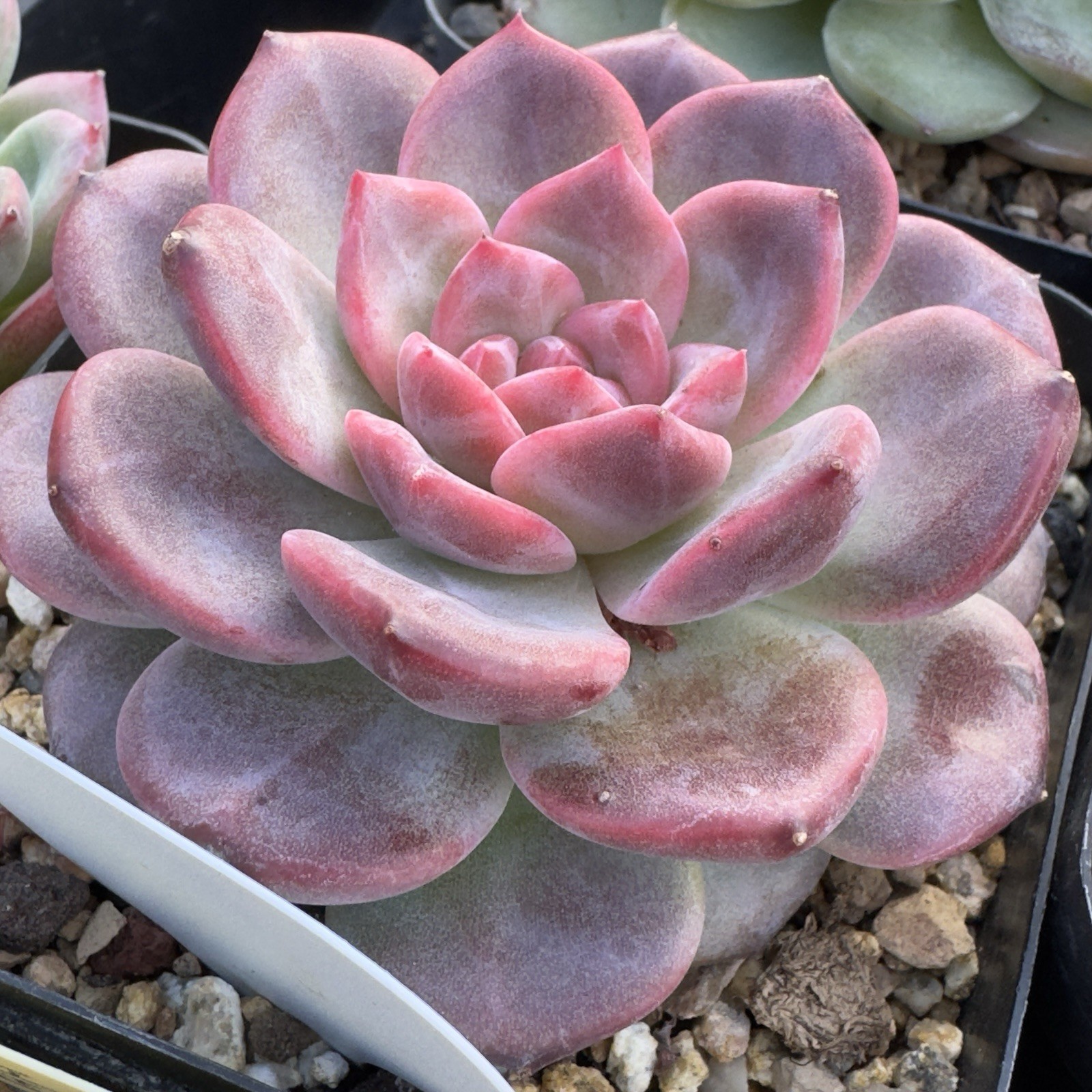Echeveria Rare Hobak (Pumpkin) Live Succulent Plant Fully Rooted