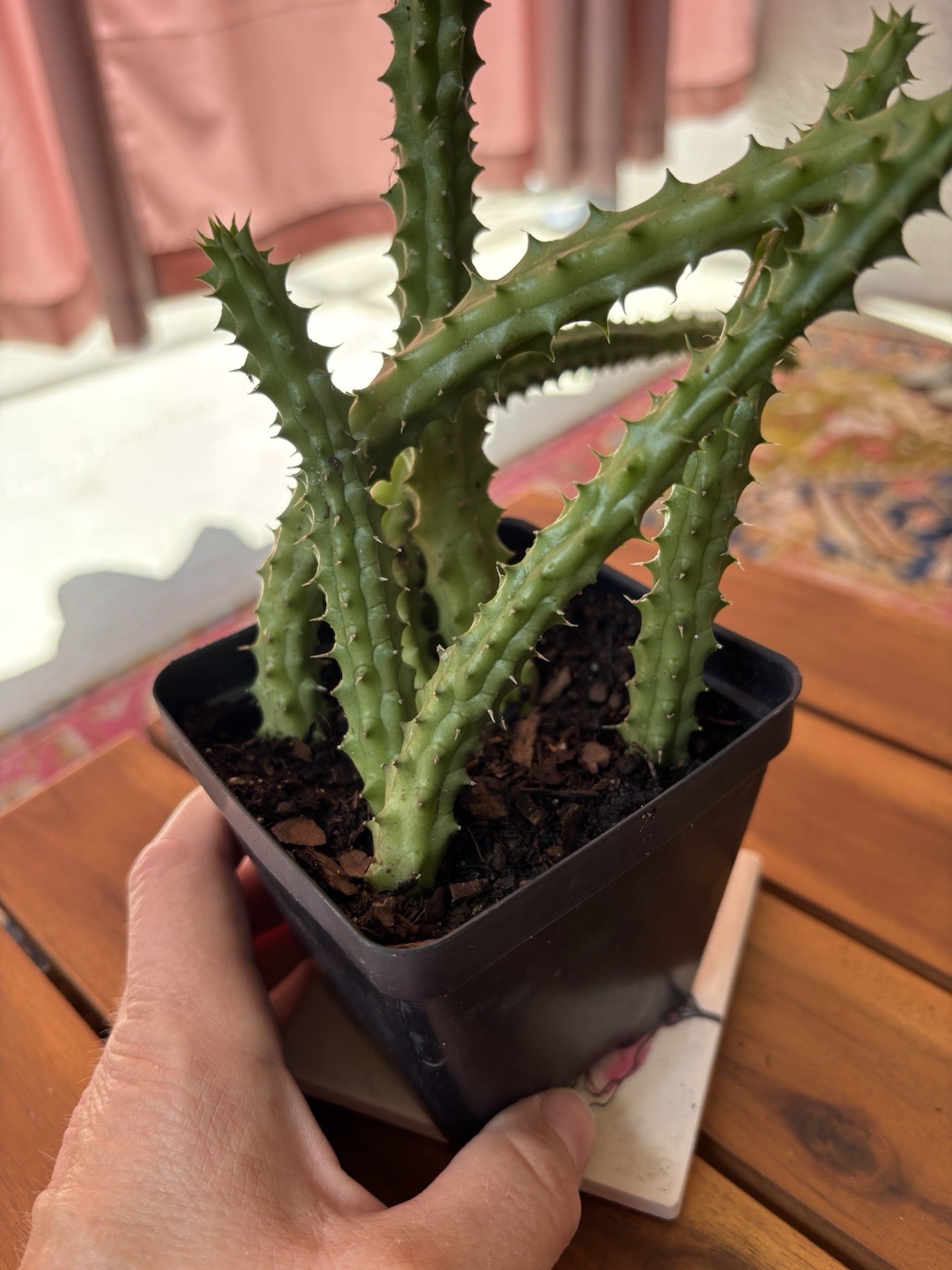 Huernia Schneideriana ‘Red Dragon’ ROOTED In 3.5″ Pot.