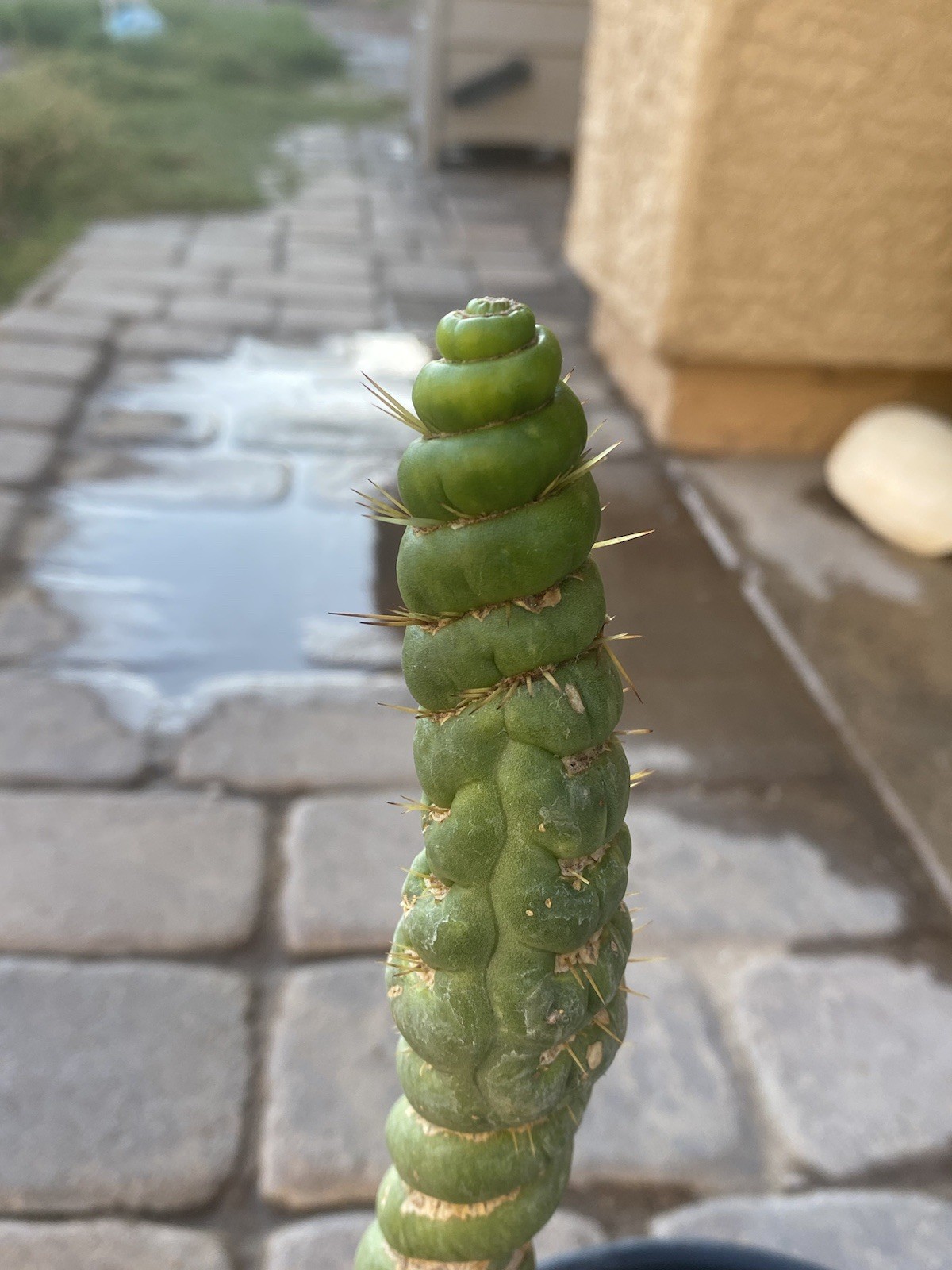 Unicorn Cactus Spiralis