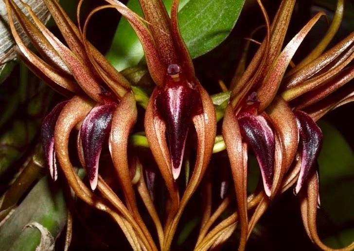 Rare Bulbophyllum pahudii Exotic Curly Flower Species Orchid Exact Plant