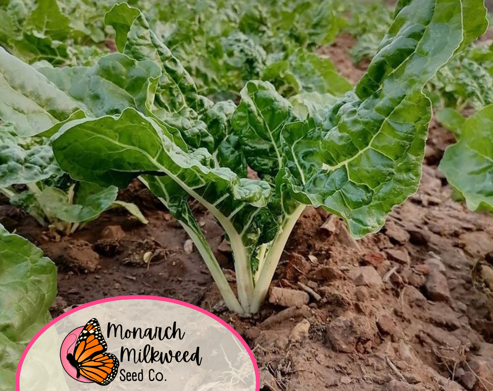 175+ Swiss Chard Seeds ‘Lucullus’ | Heirloom, Non-GMO, Vegetable Gardening