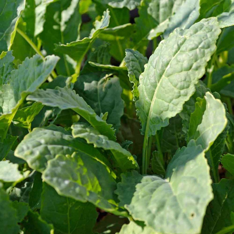 200 Seeds Lacinato Kale Black Tuscan Dinosaur Kale, Non-GMO Free Shipping