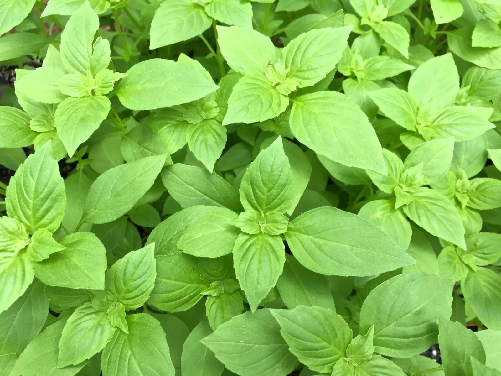 500+ LEMON BASIL SEEDS – Ocimum Basilicum – HERB – ORGANIC – HEIRLOOM – NON GMO