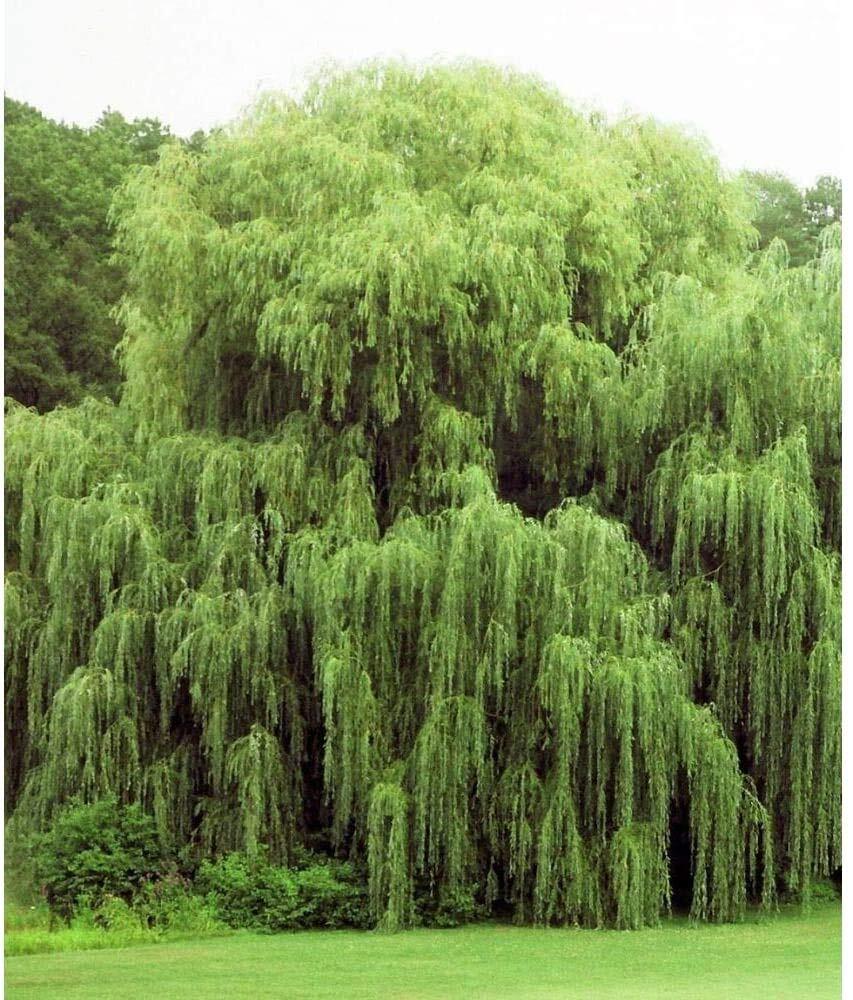 2 Golden Weeping Willow Trees – Ready to Plant – Live Plants – Beautiful Arching