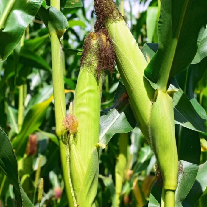 50pcs Sweet White Corn Seeds – Heirloom, Sweet, Open-Pollinated, Non-GMO.
