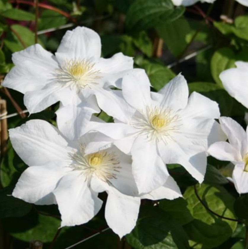 Live Tracy Lee Clematis Vine Plant – 2.5″ Pot – Compact White-Flowering Vine
