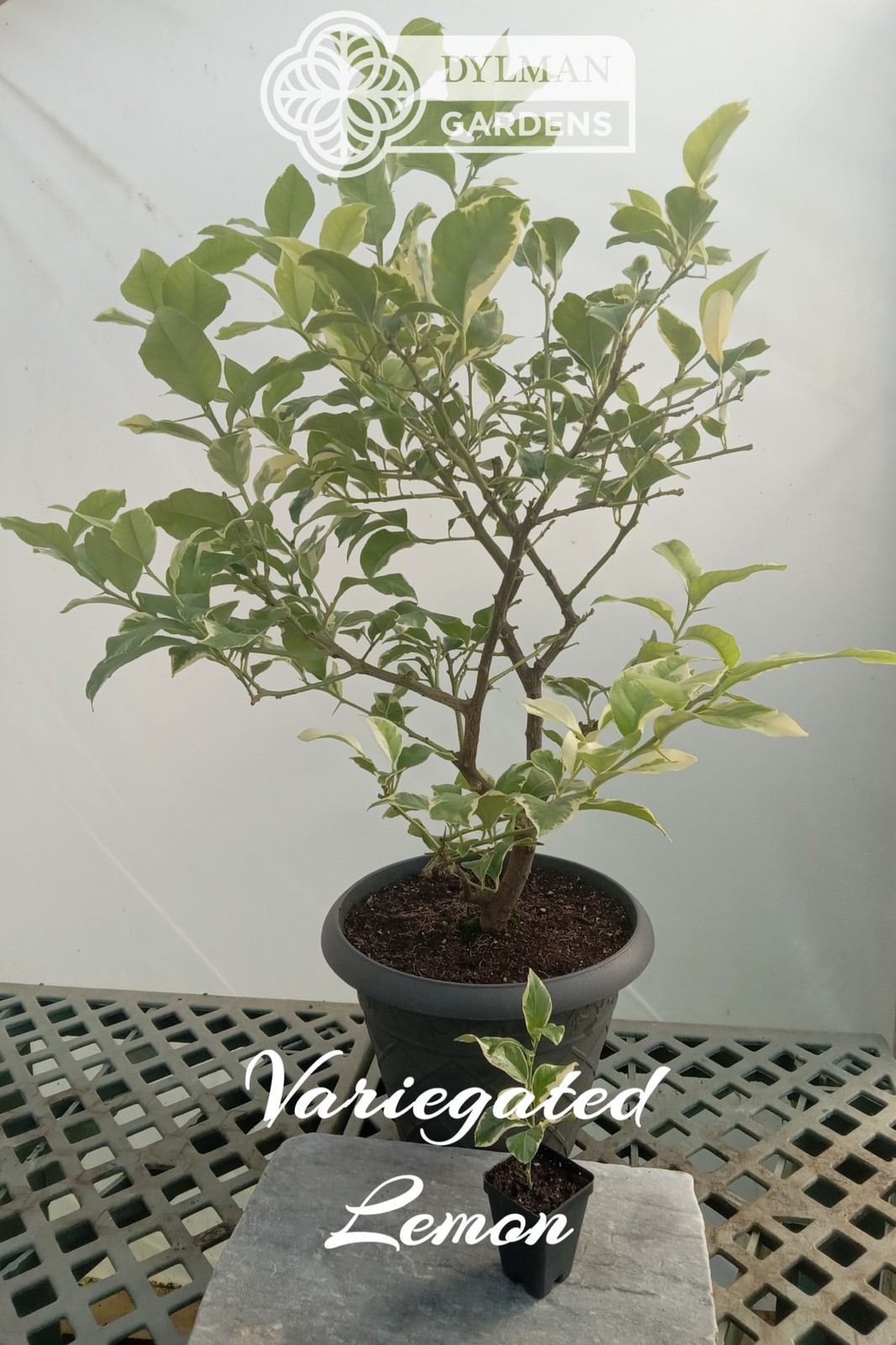 Pink Lemonade Eureka Lemon Tree (Citrus limon ‘Variegated Pink’) Multiple Sizes