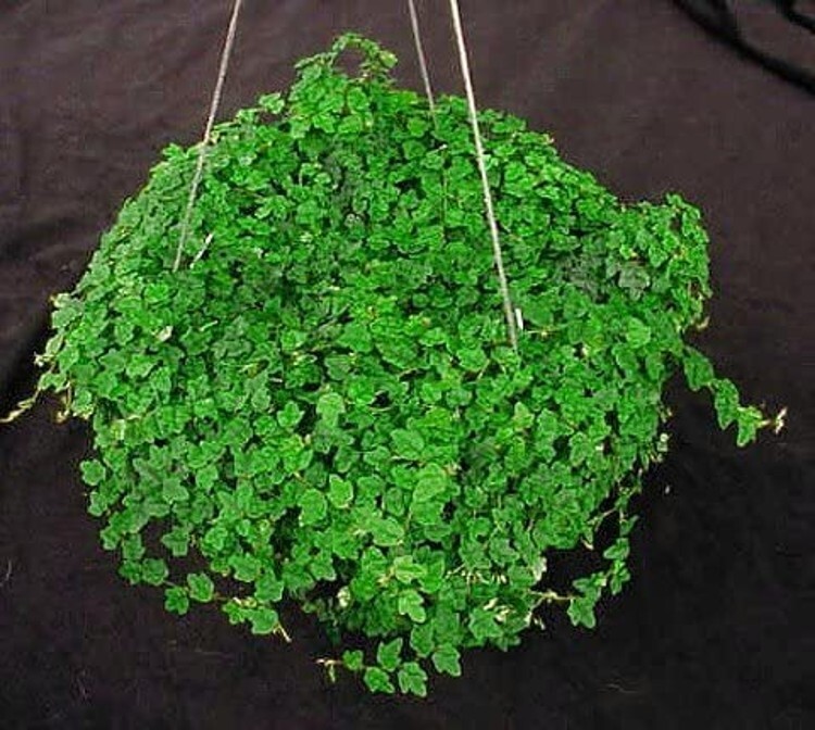 Creeping Mini Oakleaf Topiary Terrarium Fairy Indoors And Outs Live Plant 4″ Pot