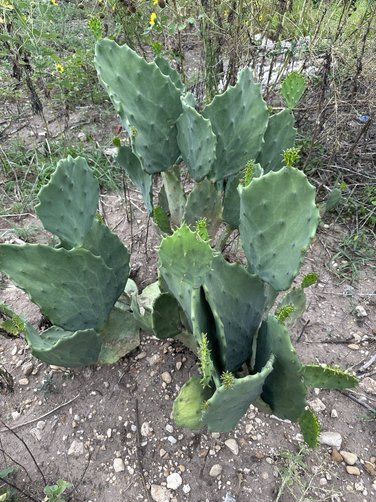 Opuntia Gomei Pads Cutting Old Mexico Nopales bundle of 3