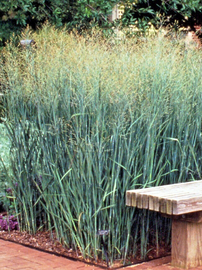 1001+SWITCHGRASS Seeds Native Tall Grass Prairie Ornamental Perennial Fast Easy