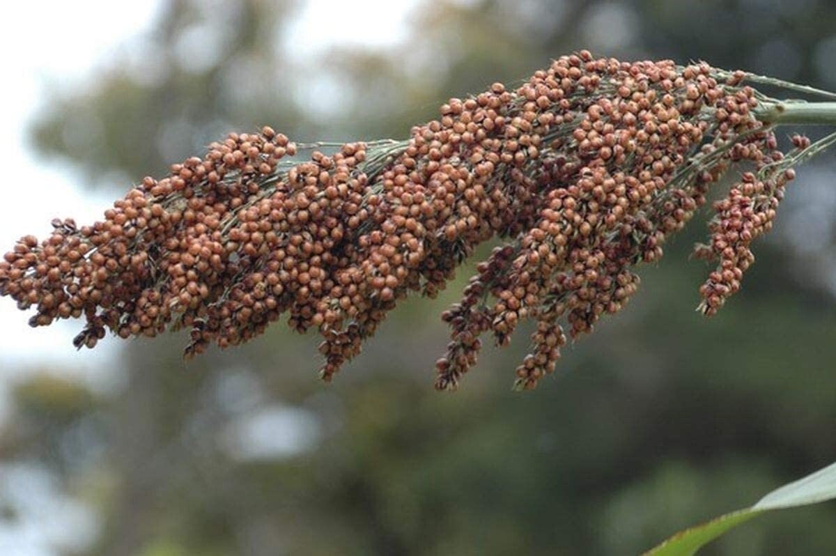 Sweet Sugar Drip Sorghum Seeds