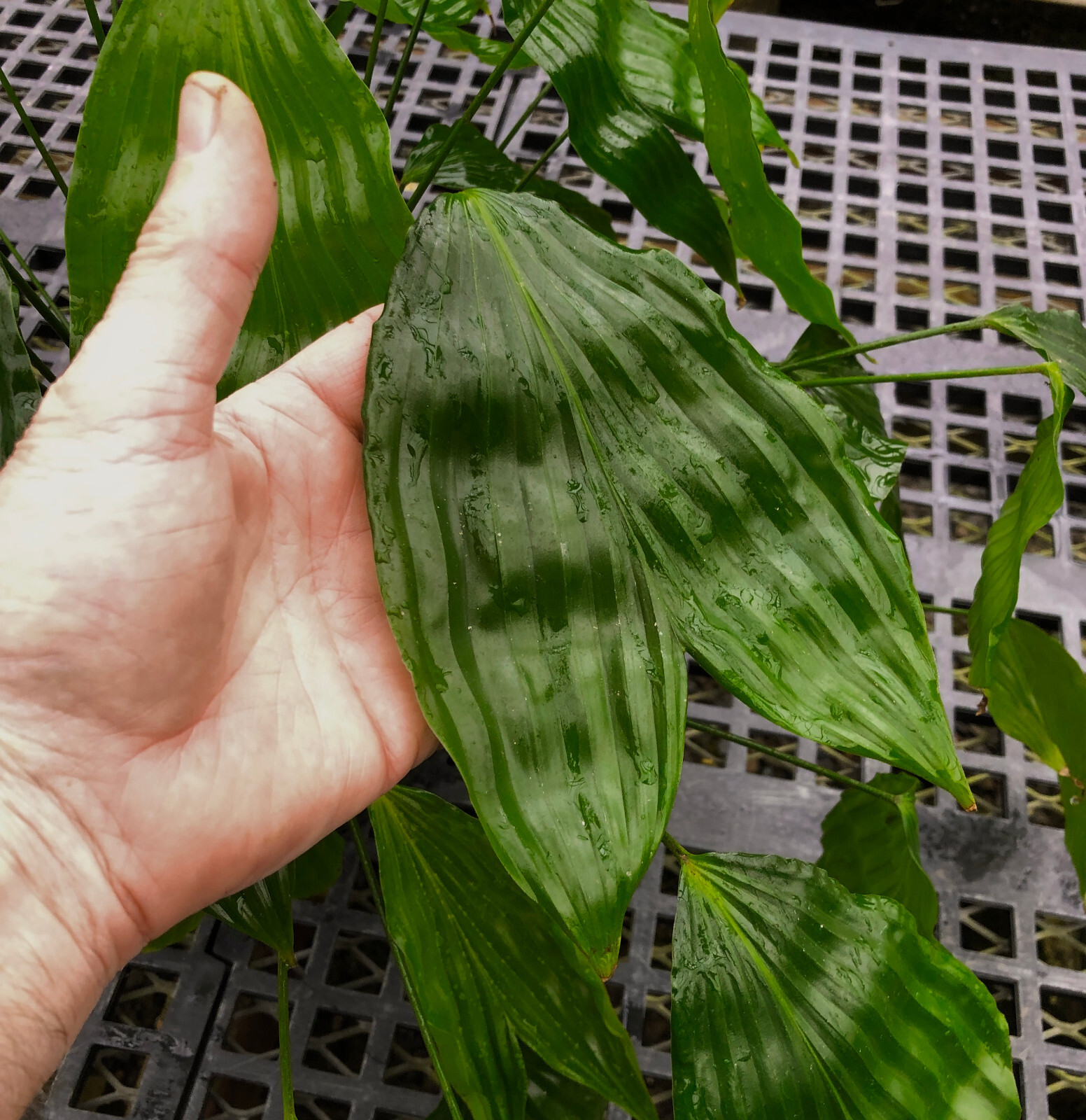 Dicranopygium sp. nov. Putomayo-established offset of a rare rheophytic cyclanth