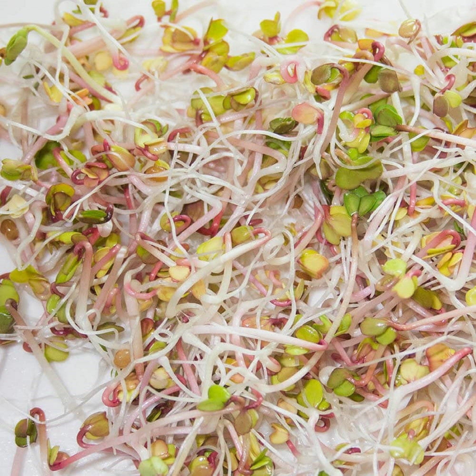 Garden Trio sprouting mix seeds for Sprouting Microgreens ,”Cool Beans N Sprouts