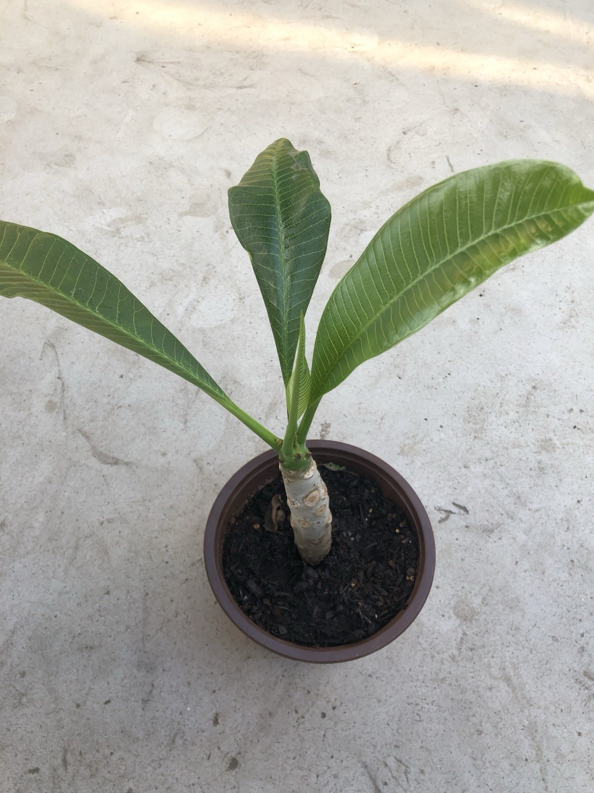 5pcs Plumeria Cutting Unrooted Fresh Cutting White Flower Ready To Plant