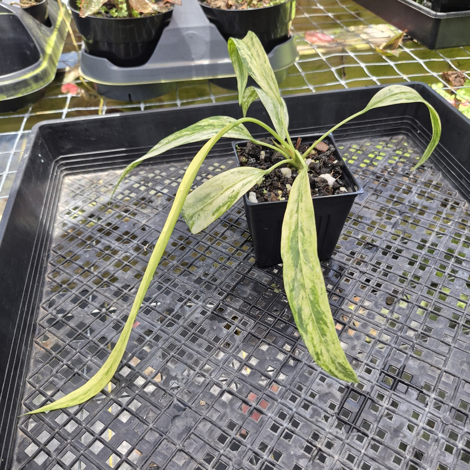 Anthurium Vittarifolium , Exact Plant Variegated Ships Nationwide