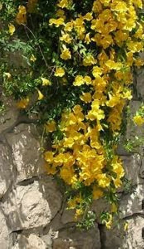 BIGNONIA “YELLOW” CROSSVINE*Rooted Starter Plant*USA SELLER*ATTRACTS BUTTERFLIES