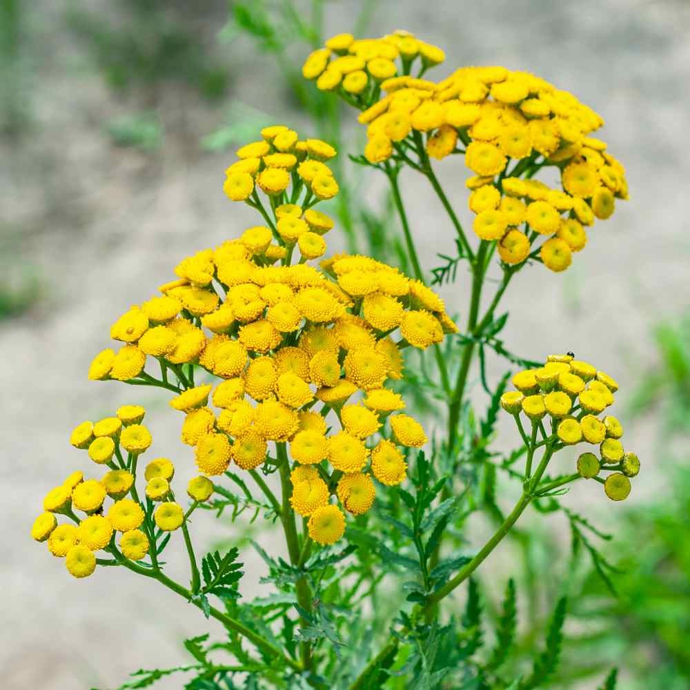 10000 Seeds Tansy Seeds – Golden Buttons Herb Seed