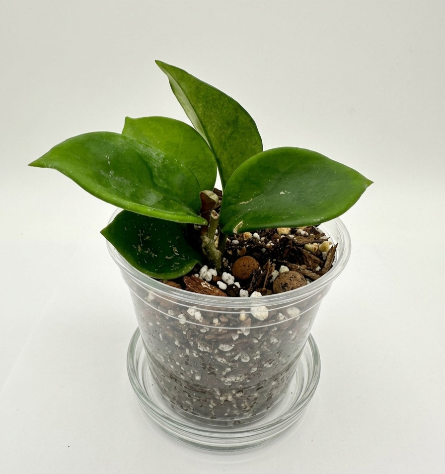 Live Hoya Chelsea 3″ Pot Rooted Rare Wax Plant Pink Carnosa Gift Vining Plant