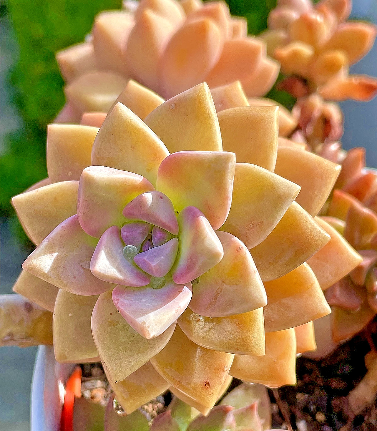 Graptosedum Ghosty Rare Succulent Cactus Live Plant Cutting One-Head 2-3 Inches