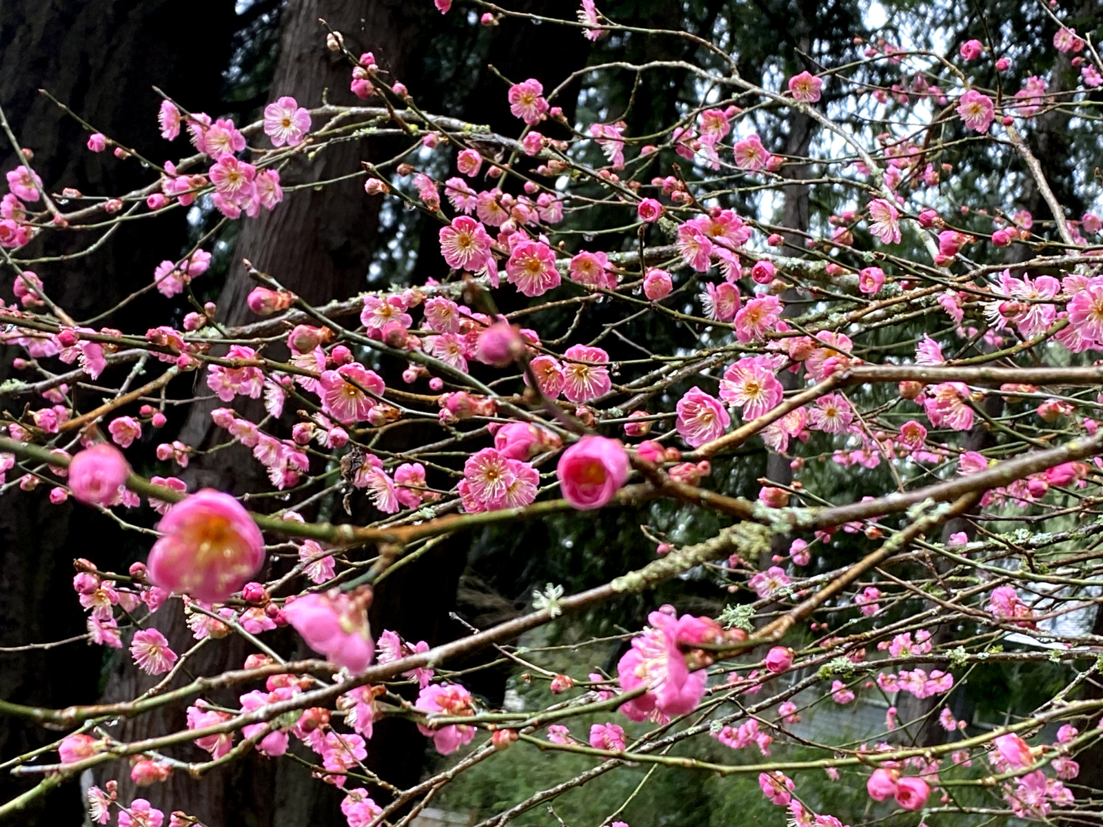 4 Cuttings Japanese Ume Plum (Mume) Fragrant Winter flower Edible Fruits