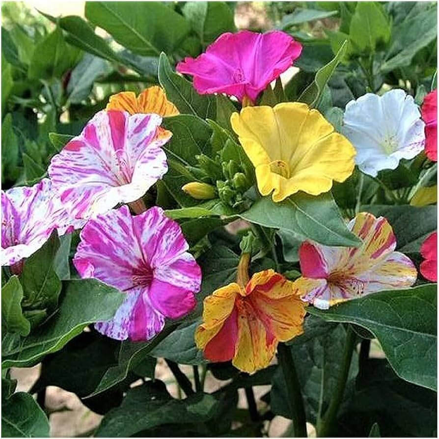 Mirabilis jalapa BROKEN COLORS STRIPED 4 O’CLOCKS – Seeds!