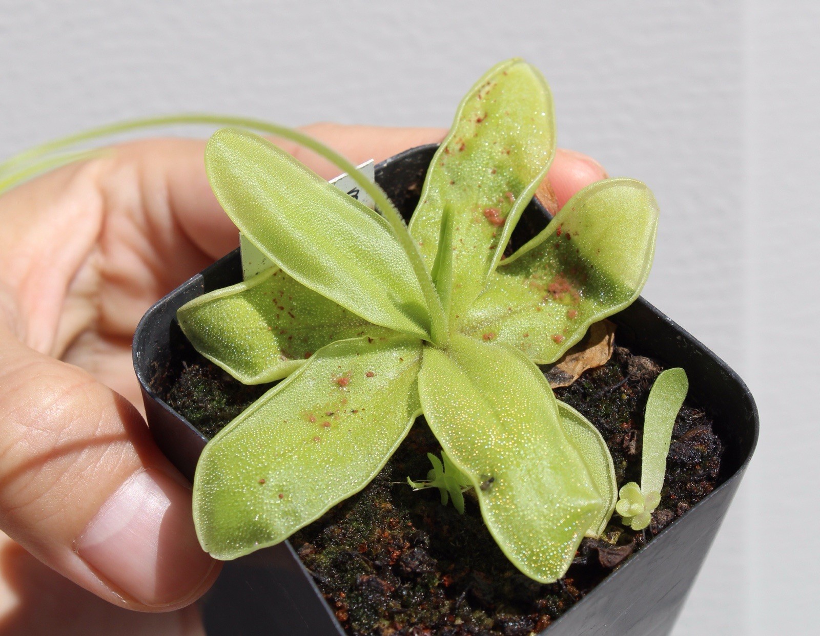 Pinguicula megaspilaea Marmaris, SW Anatolia, Turkey – RARE Mediterranean ping