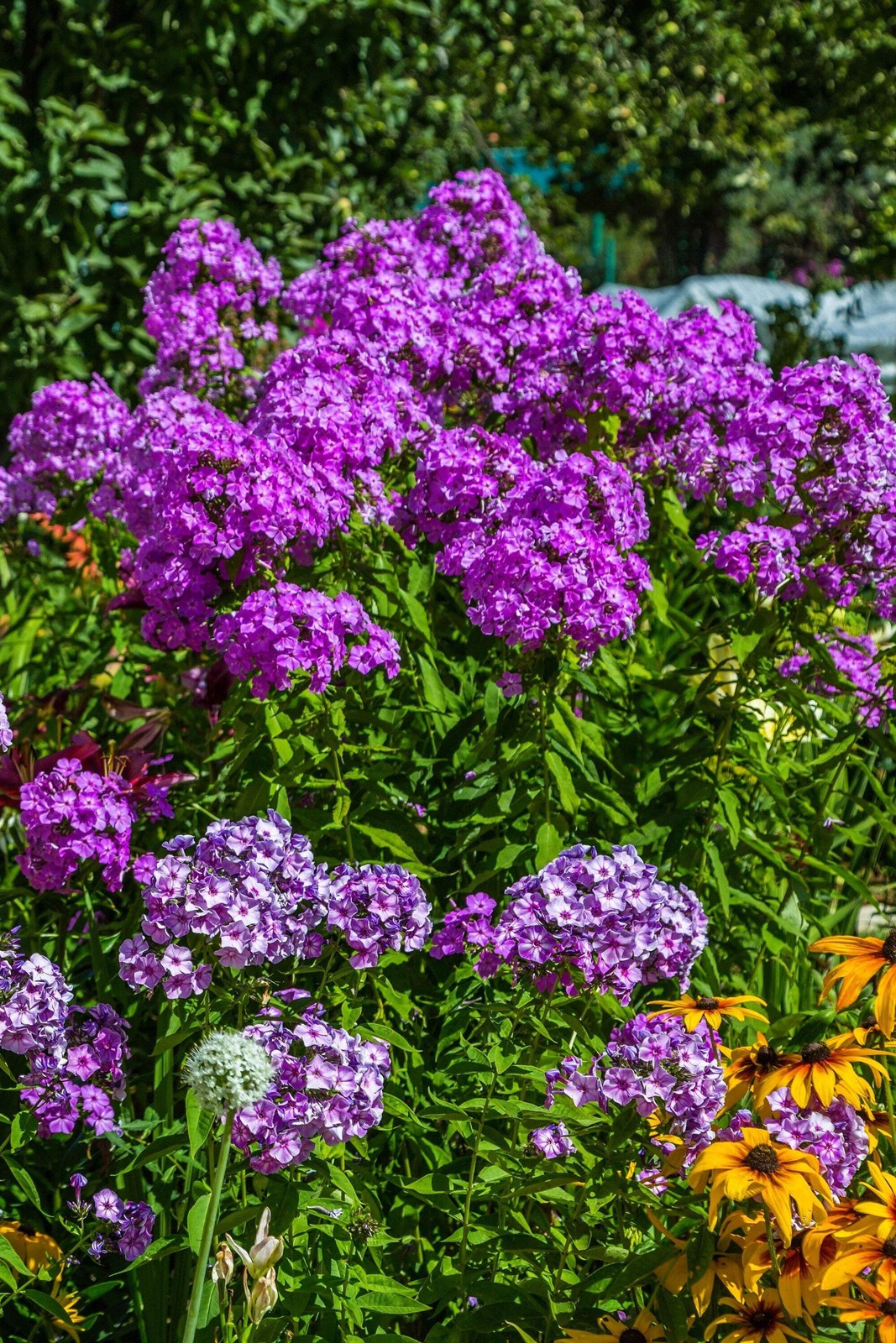 10 Tall PURPLE PHLOX Paniculata Garden Summer Native Hummingbird Flower Seeds