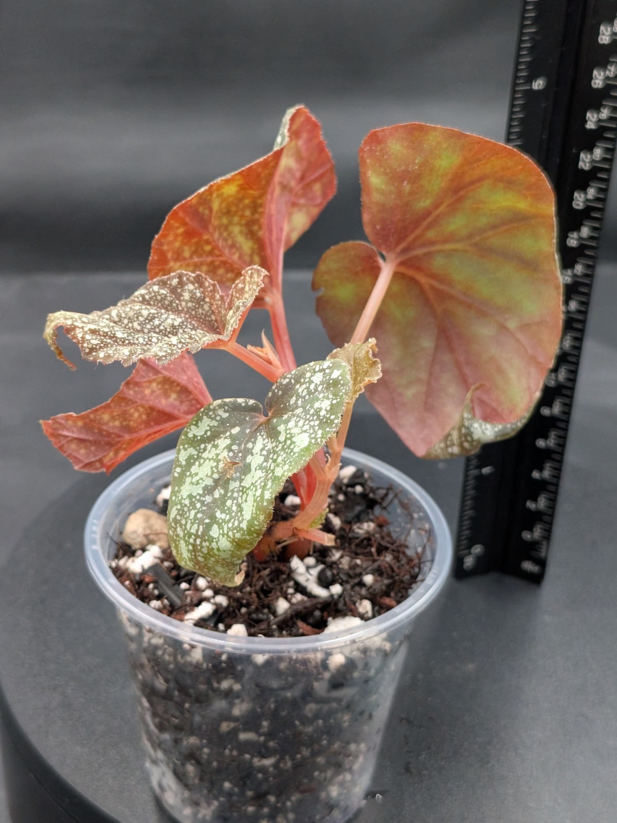 🪴Begonia ‘Moona’-Begonia curtisii ‘Galaxy’x begonia variabilis- Rooted Plant