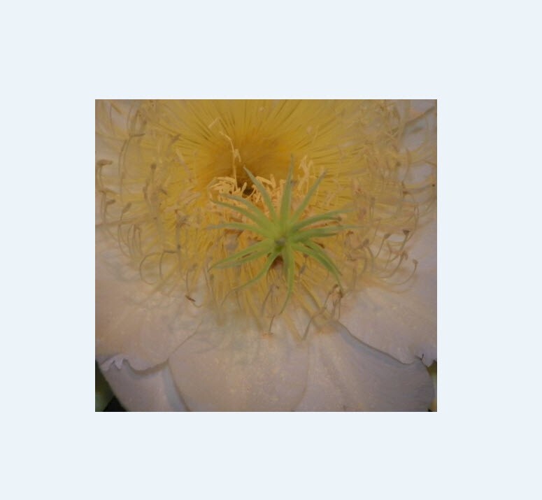 Yellow Thai Dragon Fruit Flesh Cutting 7 – 10 inch (2) pieces