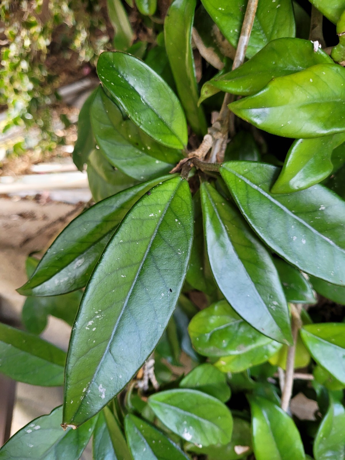 Hoya Carnosa Almost 5 Feet Tall – Super Healthy!!!