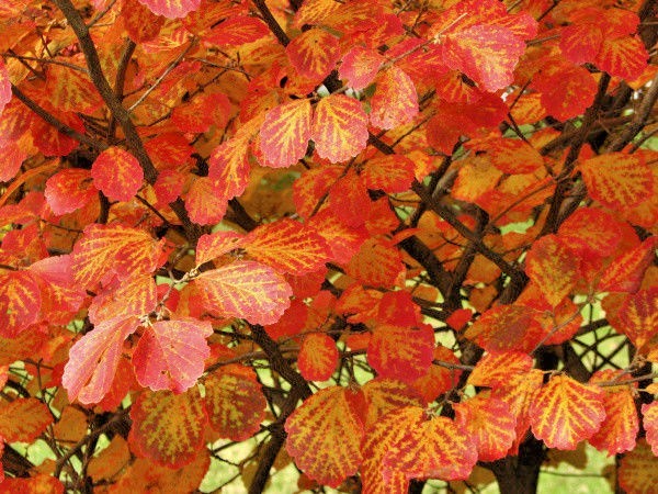 10 AUTUMN EMBERS WITCH HAZEL SEEDS – Hamamelis vernalis