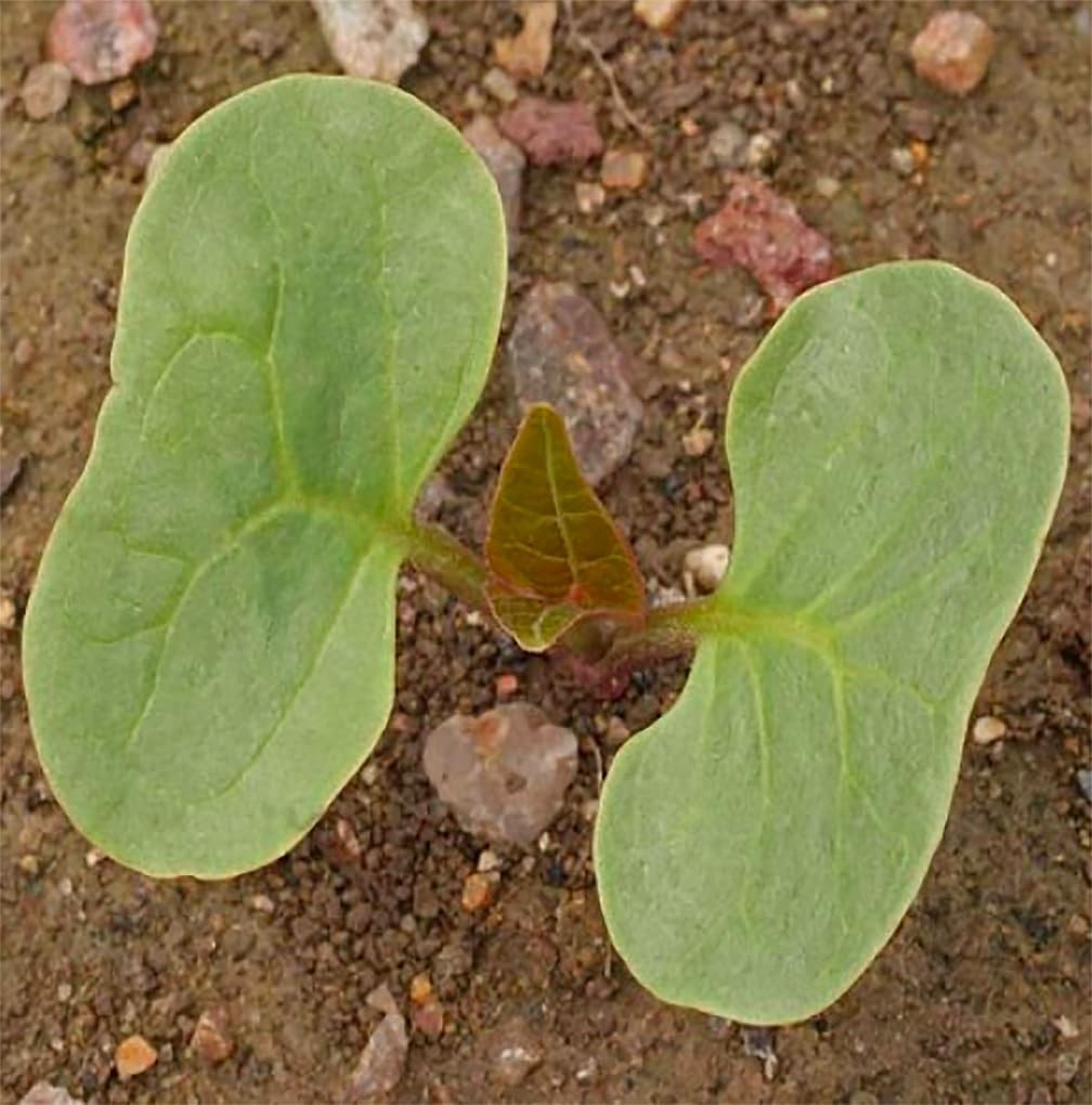 Mixed Four O’Clock Seeds Easy Reseeding Tender Perennials for Your Garden