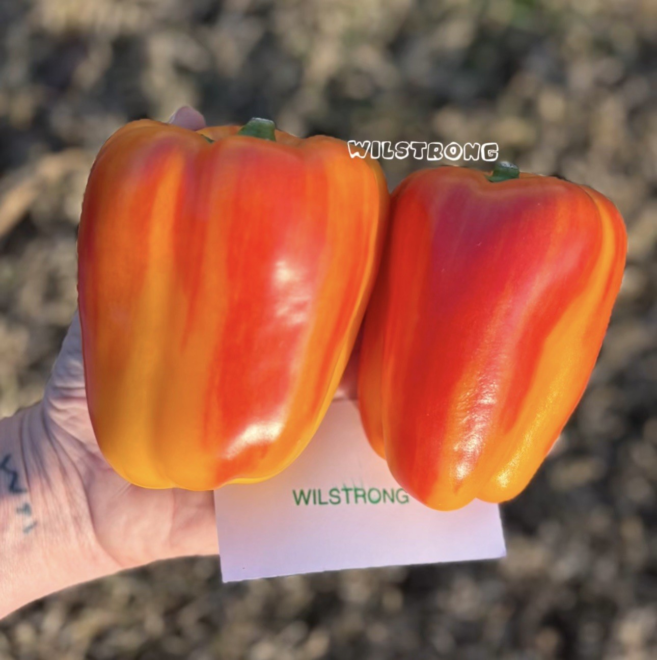 ALOHA BELL PEPPER SEEDS! 100+ SEEDS