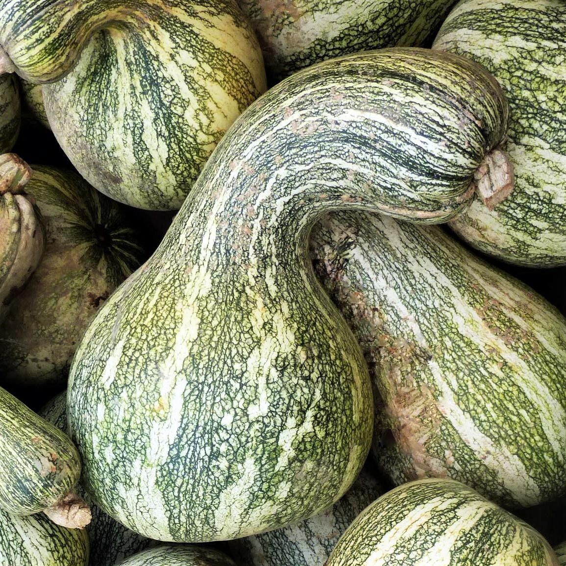 Green Striped Cushaw Seeds | Silver Pumpkin Winter Squash Vegetable Seed 2023