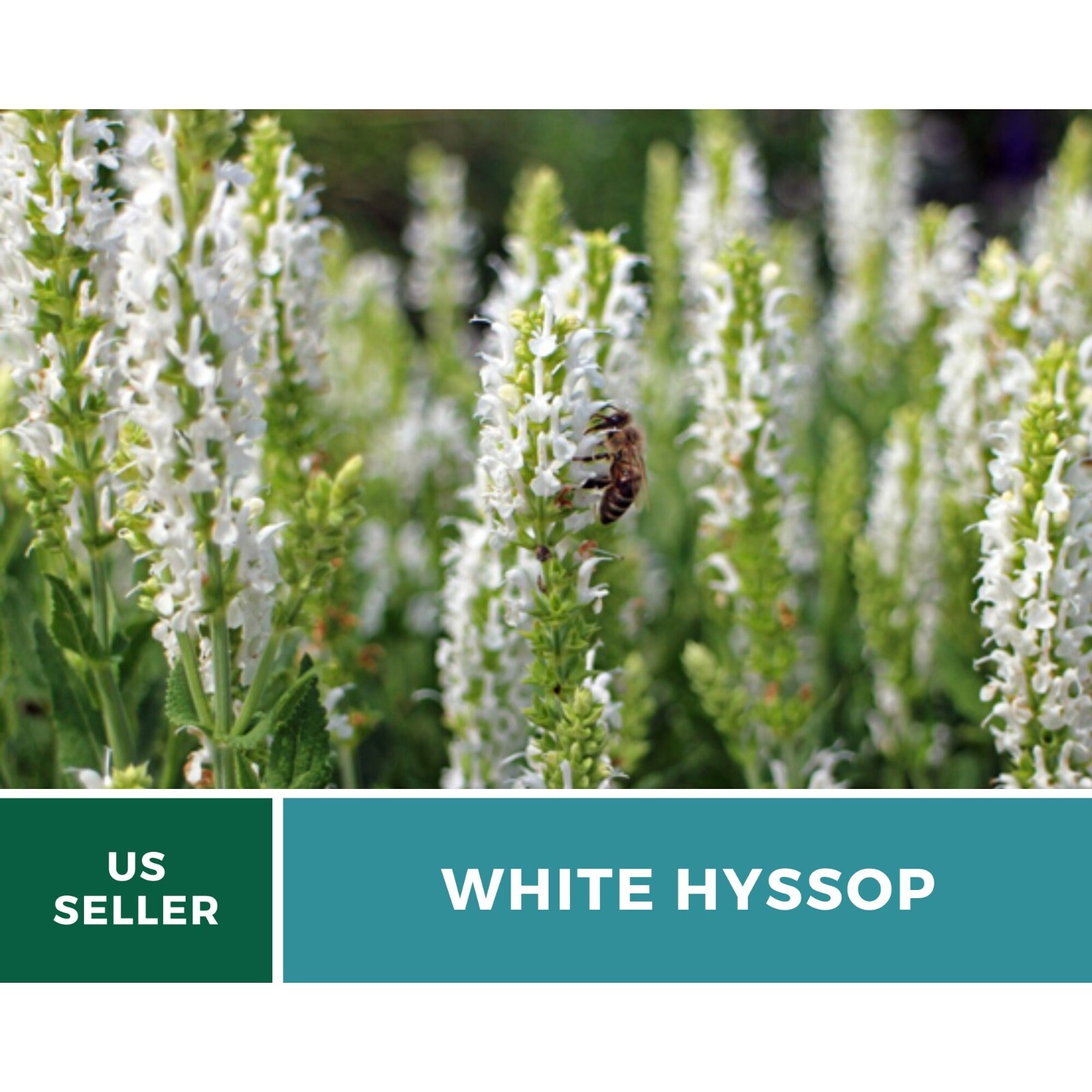 Hyssop, White – 50 Seeds – Culinary & Medicinal Herb (Hyssopus officinalis)