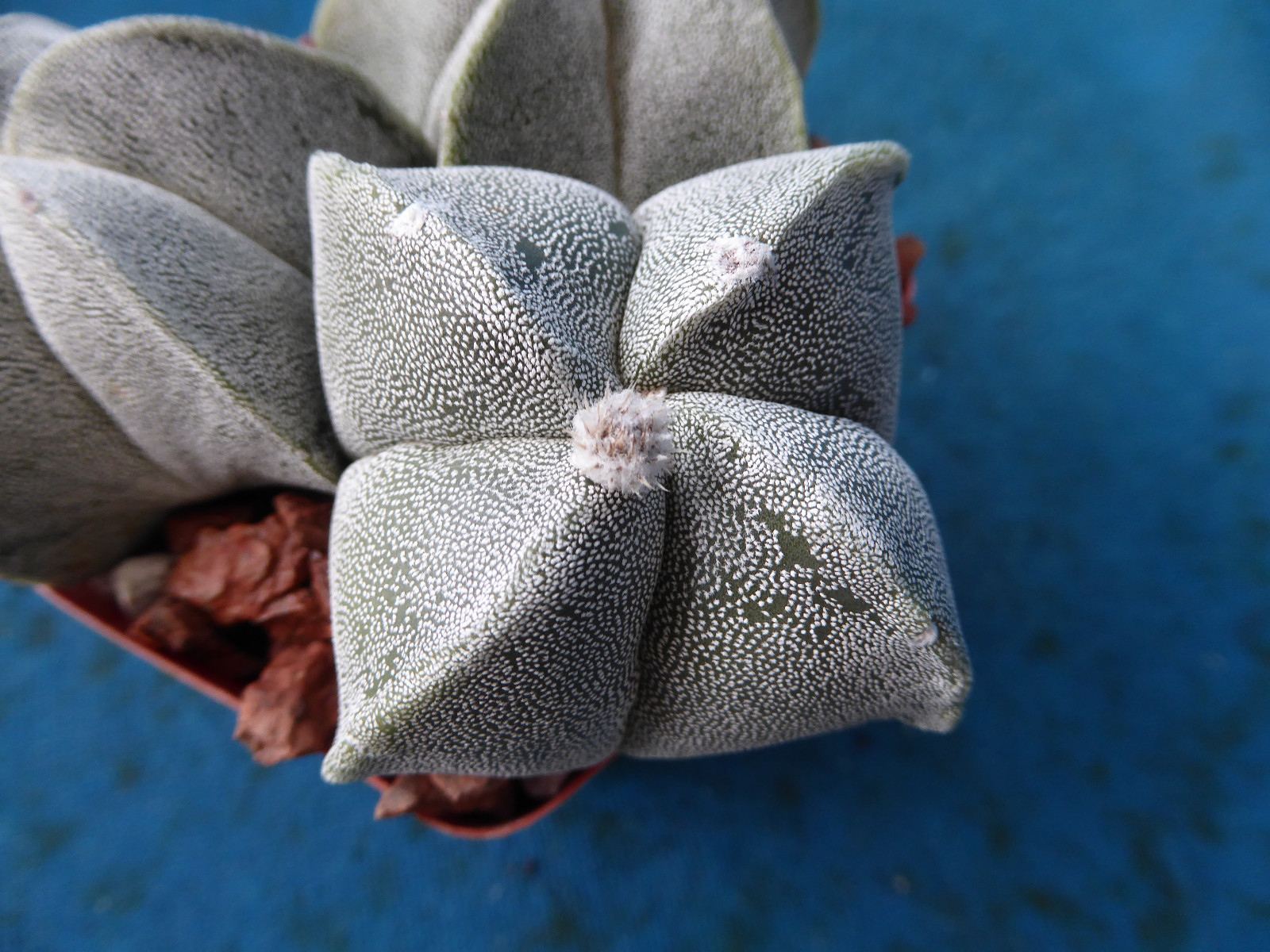 Astrophytum myriostigma THREE (3!) Plants 2 Regular, 1 Quadricostatum 3.25″ Pot
