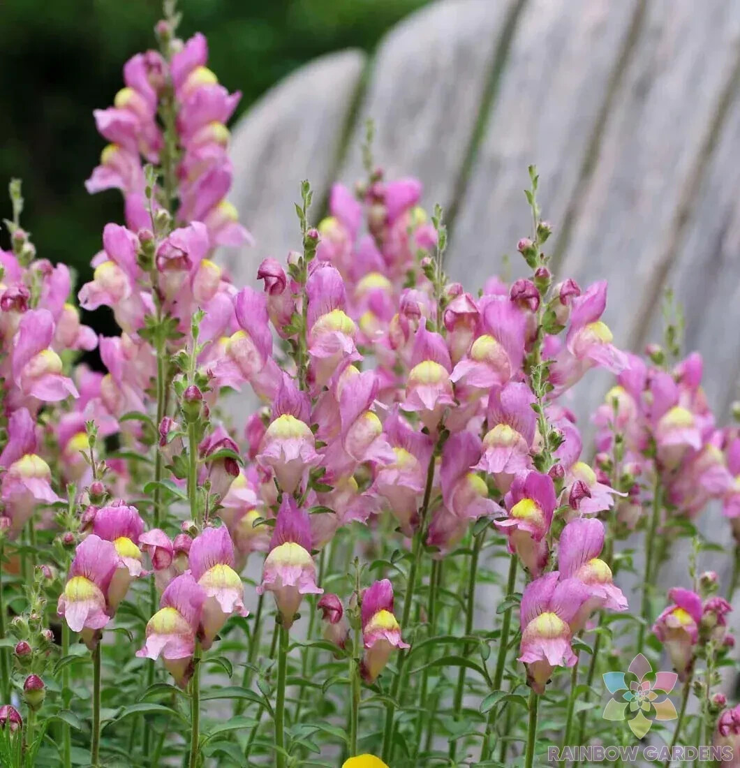 1000+ Rocket Orchid Snapdragon Seeds for Garden Planting – USA – FREE SHIPPING!