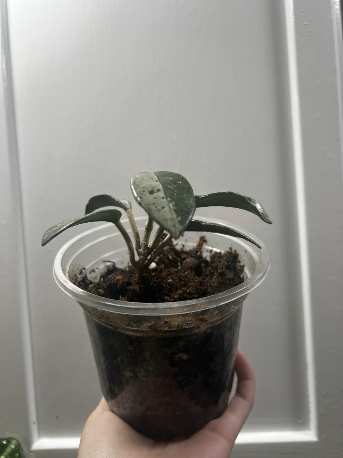Hoya Wilbur Graves Silver Plant USA Seller Live Arrival Guaranteed 6” Pot Base