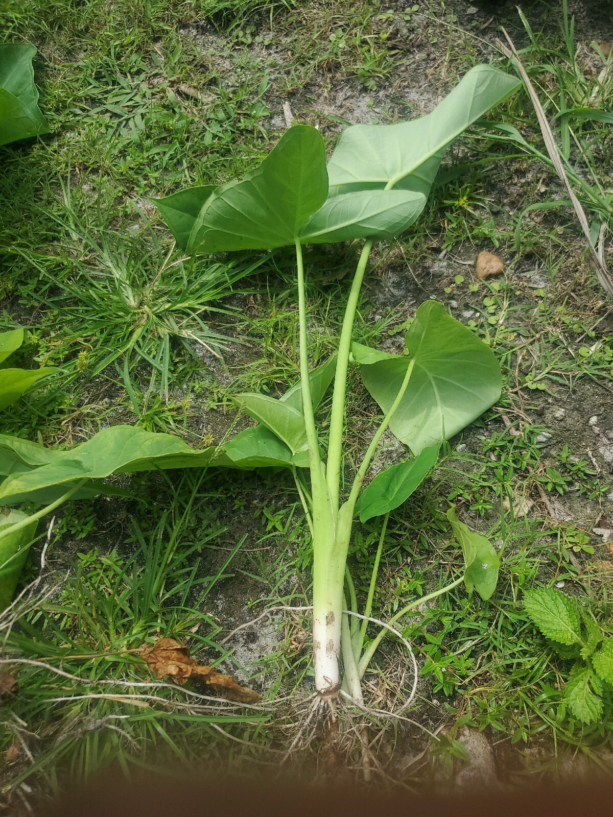 5 Elephant Ear Live Plants Tropical Alocasia Colocasia