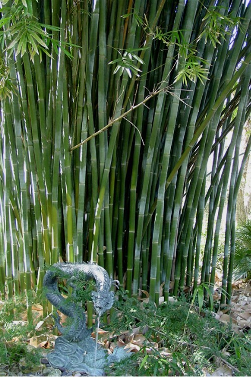 1 Starter Size Bambusa textilis ‘Kanapaha’ –Wong Chuk/Royal/Giant Weavers Bamboo