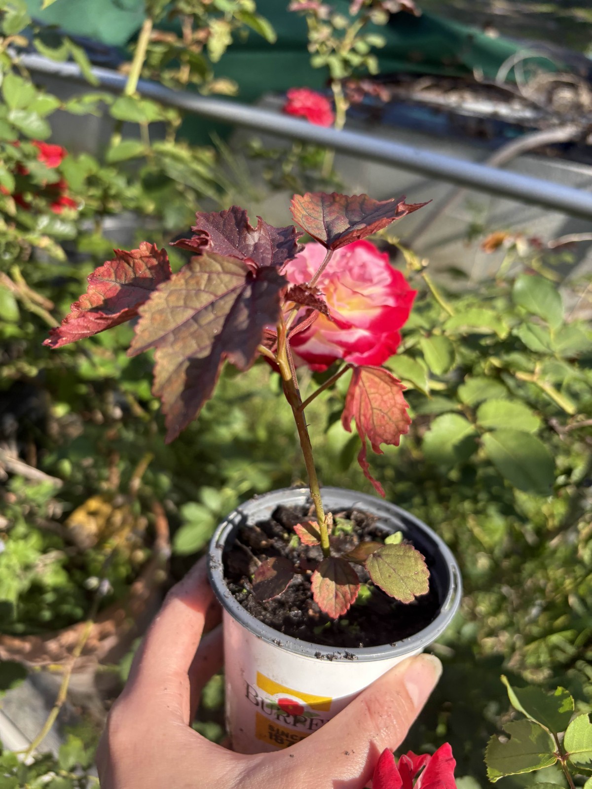 3 Pack Cranberry Hibiscus 9 Inch Plants in Soiled Pots- False Roselle