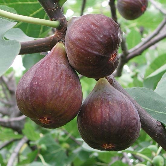 Fig Tree 15” Live Plant Ready To Plant No Pot