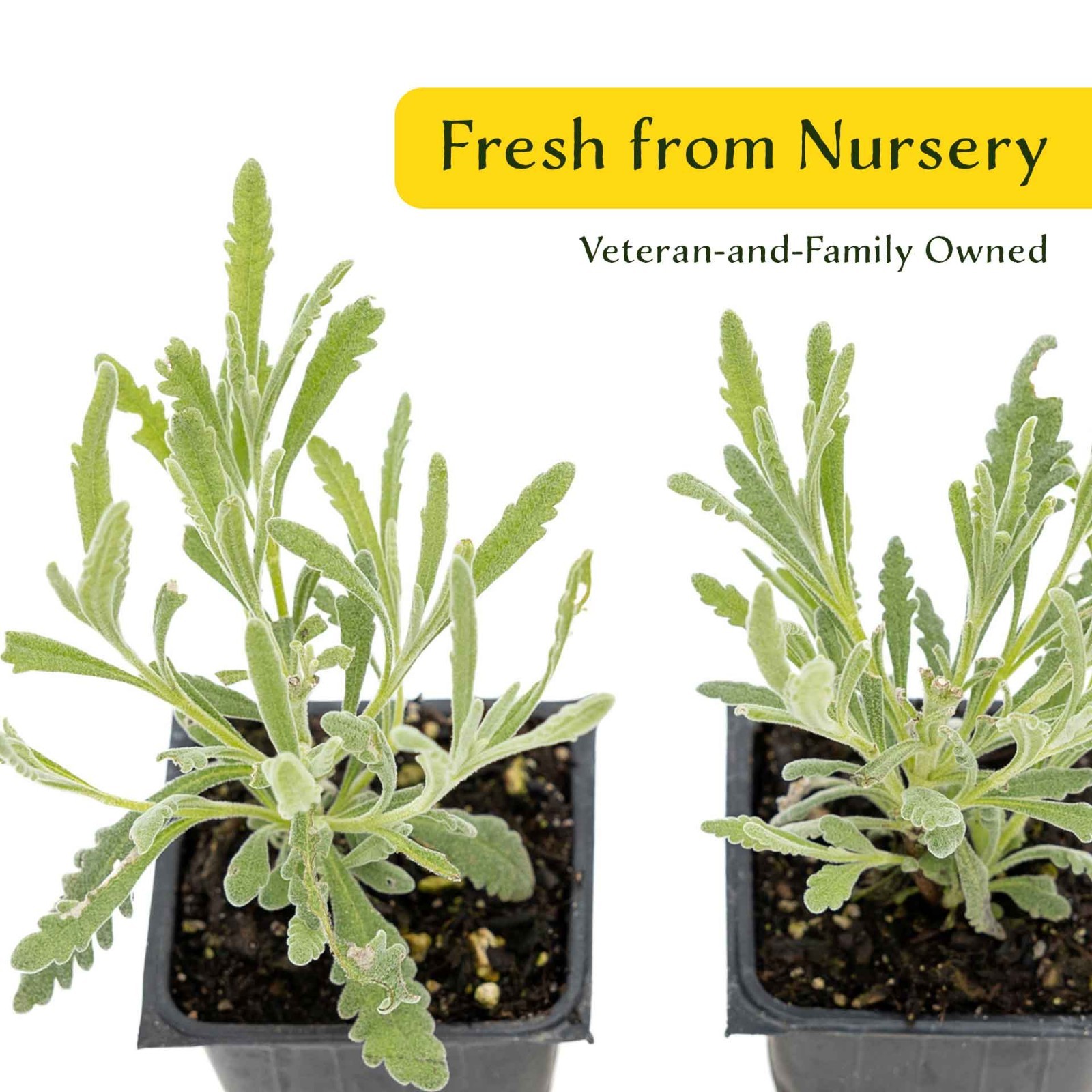 2 Goodwin Creek Lavender Plants in 3.5″ Cubes, Live Fragrant Herb (Lavandula)