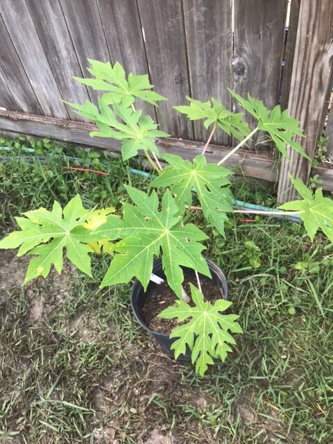 26-30″ Tall Papaya Plant