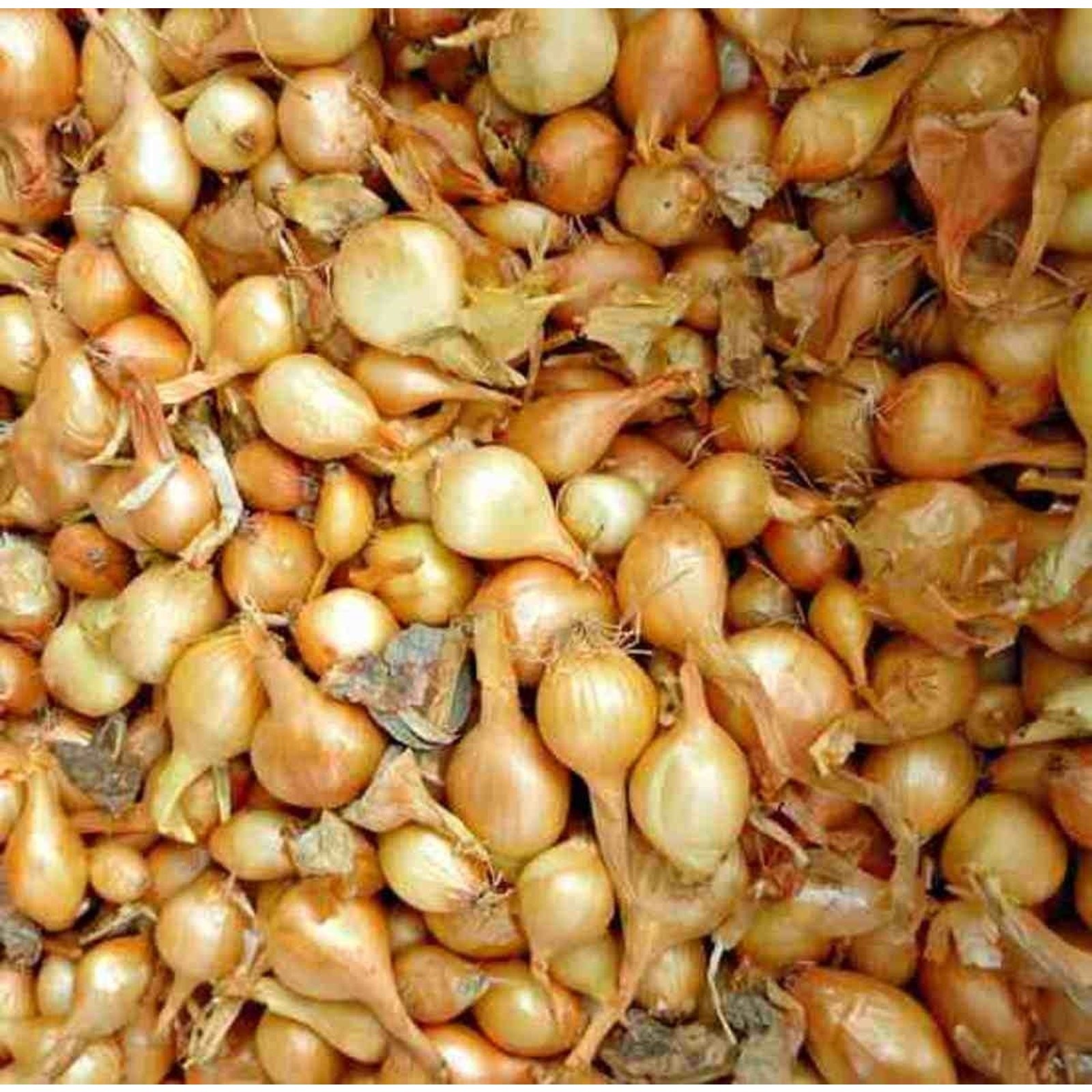 Karmen Red Onion Set Bulbs Organic Non GMO Garden Vegetable – 1 lb