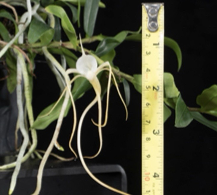 Angraecum aff. ramosum Miniature Orchid Species Reunion Fragrant