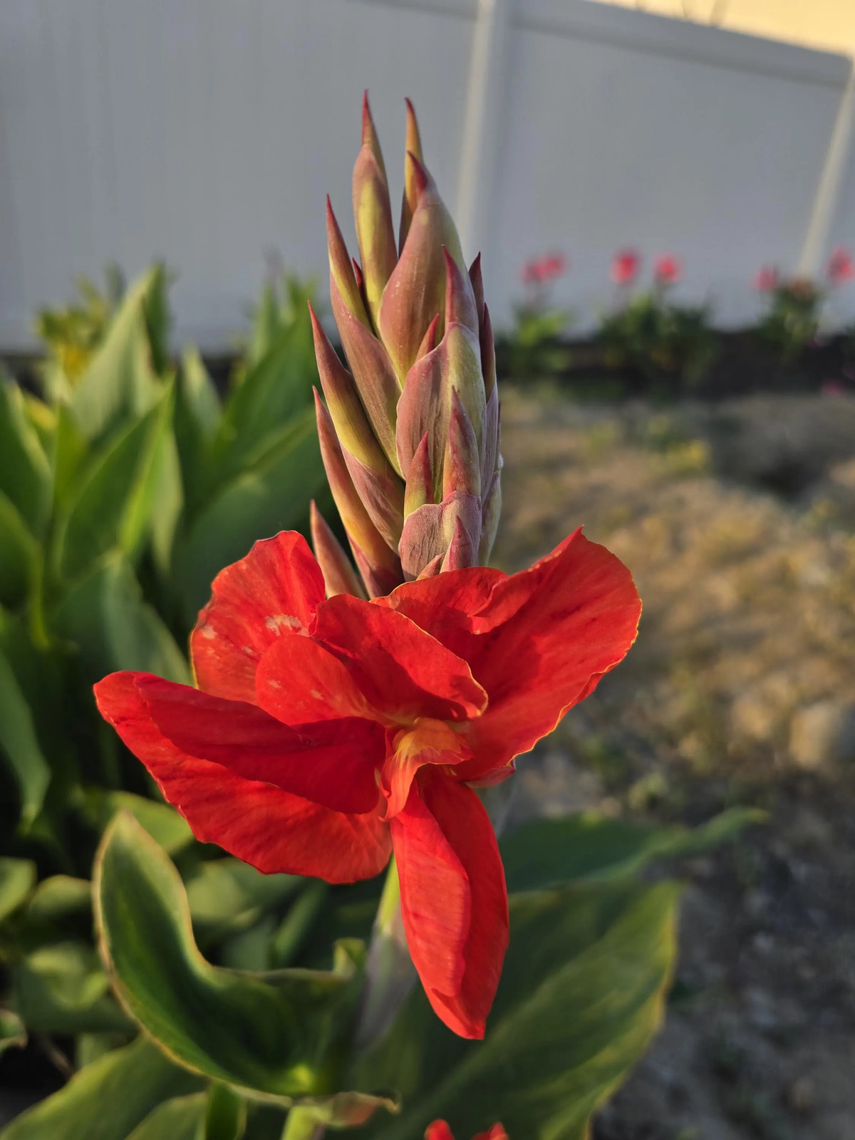 Red Canna Lily ‘President’ Rhizomes – Striking Tropical Blooms – 4-Rhizomes